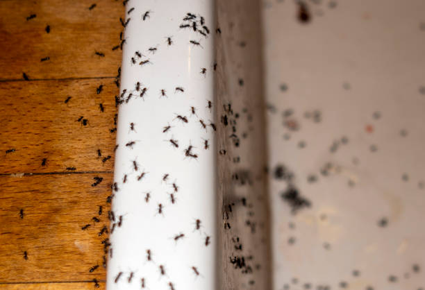 Best Pest Control Near Me in Parkersburg, WV